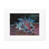 glow fish postcards by trish1968 glow fish postcards