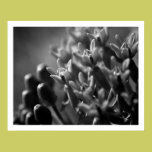 Glowing Blooms - Black and White Flower Photograph posters