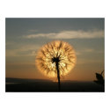 Glowing Dandelion posters by lordgourd Glowing Dandelion posters