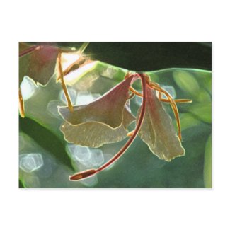 Glowing Ginger Blossom Postcard postcard