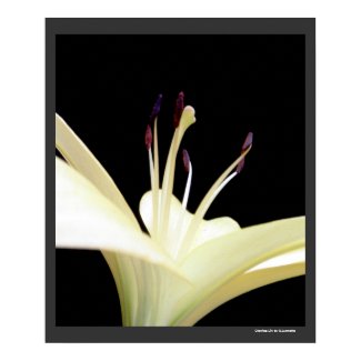 Glowing Lily Flower Macro Floral Poster Print print