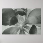 Glowing Magnolia, 2010 Posters