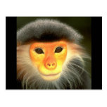 Glowing Monkey Post Cards