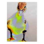 Glowing Muscovy Postcard