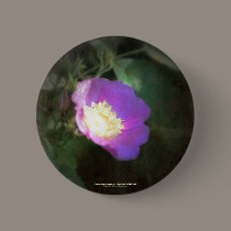 glowing old fashioned rose elegance buttons