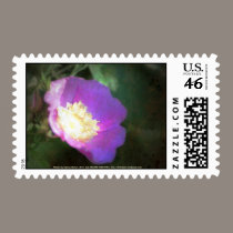 glowing old fashioned rose elegance stamps