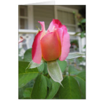 Glowing Pink Rosebud Greeting Cards
