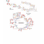 Glycolysis and Krebs Cycle - Maglietta biochimica t-shirts