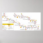 Glycolysis Metabolic Pathway Overview Diagram Posters