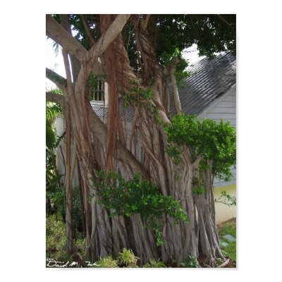 Gnarled Tree Print by scooter4242
