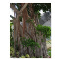Gnarled Tree posters