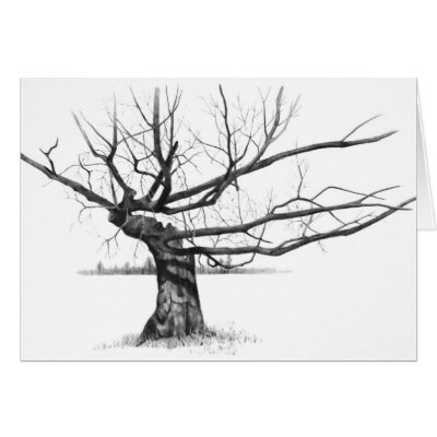 tree drawings pencil. GNARLY OLD TREE: PENCIL