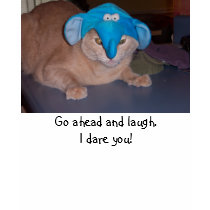 Go ahead and laugh.  I dare you! t-shirts