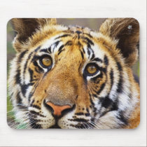 Go ahead and ROAR!!!! mousepads