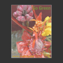 Go Green Live Green Postcard