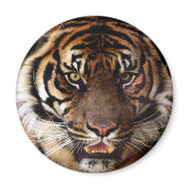 Go Wild Tiger magnets