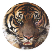 Go Wild Tiger Sticker