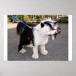 Goadog poster