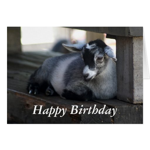 goat-birthday-card-zazzle