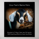 Goat Breeder Business Poster