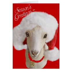 Goat Christmas Card LaMancha Goat
