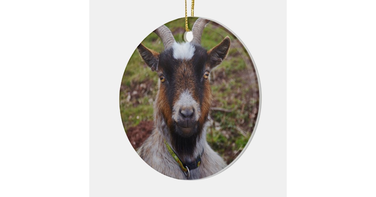 goat close up ceramic ornament zazzle goat christmas ornament