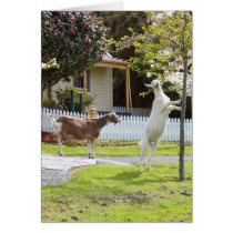 Goat Eating From Tree cards
