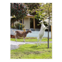 Goat Eating From Tree Post Cards
