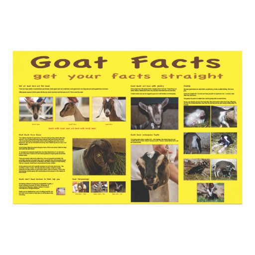 Goat Facts Poster 2 Zazzle