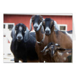 Goat Family Greeting Card