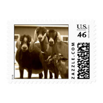 Goat Family Postage Stamps (SMALL)