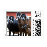 Goat Family Postage Stamps (SMALL)