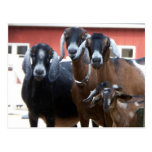 Goat Family Postcard
