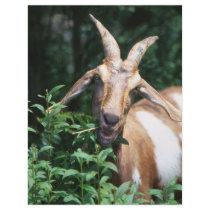 Goat Custom Flyer