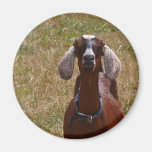 Goat Fridge Magnets