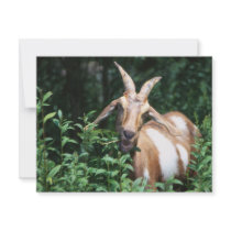 Goat invitations by GPArkive Goat invitations