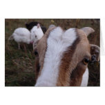 goat kid getting up close and personal! greeting card