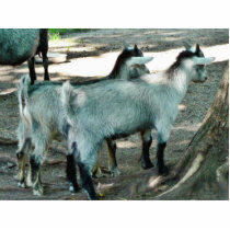 Goat Kids photo sculptures