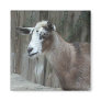 Goat Magnet