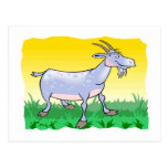 Goat On Grass Post Cards