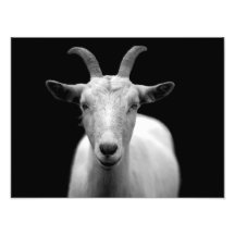 Goat Photo Art