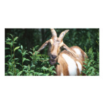 Goat Photo Card Template