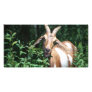 Goat Photo Card Template