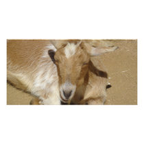 goat picture card