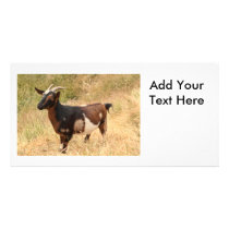 Goat Picture Custom Photo Card