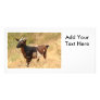 Goat Picture Custom Photo Card