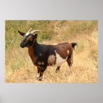 Goat Picture Posters