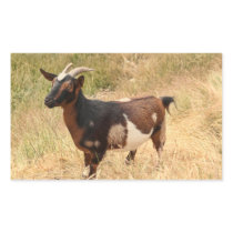 Goat Picture Rectangle Stickers