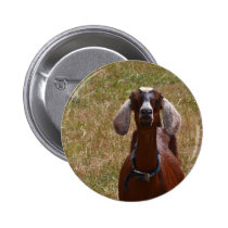 Goat buttons