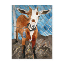 goat post cards postcards by dereklovessheila goat post cards postcards